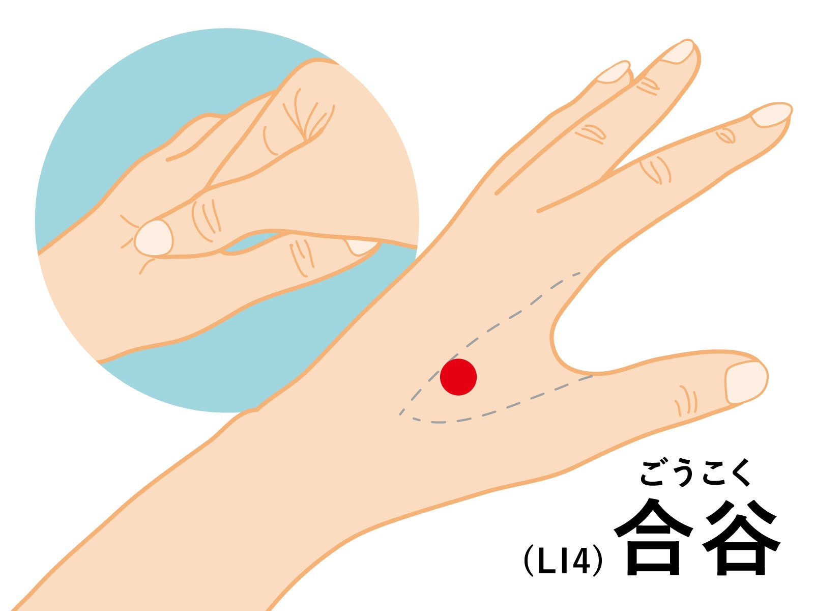 あらゆる不調に効く最強のツボ（万病のツボ）『合谷』